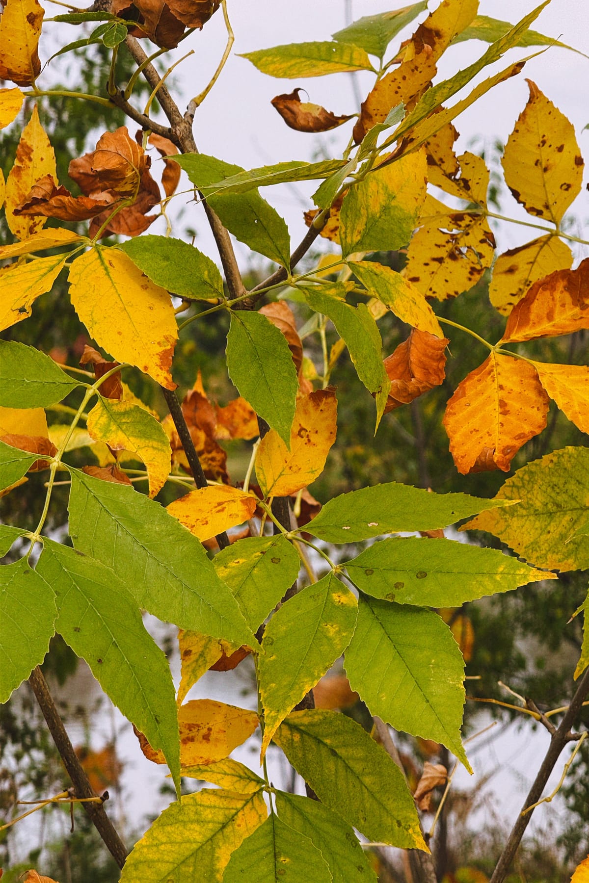 Neighbor Connections Dispatch 1.27.2026